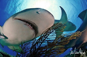 During a recent shark trip I tried a few different angles... by Steven Anderson 